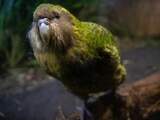 Nieuwe rel vogelverkiezing Nieuw-Zeeland: populaire kakapo mag niet meedoen