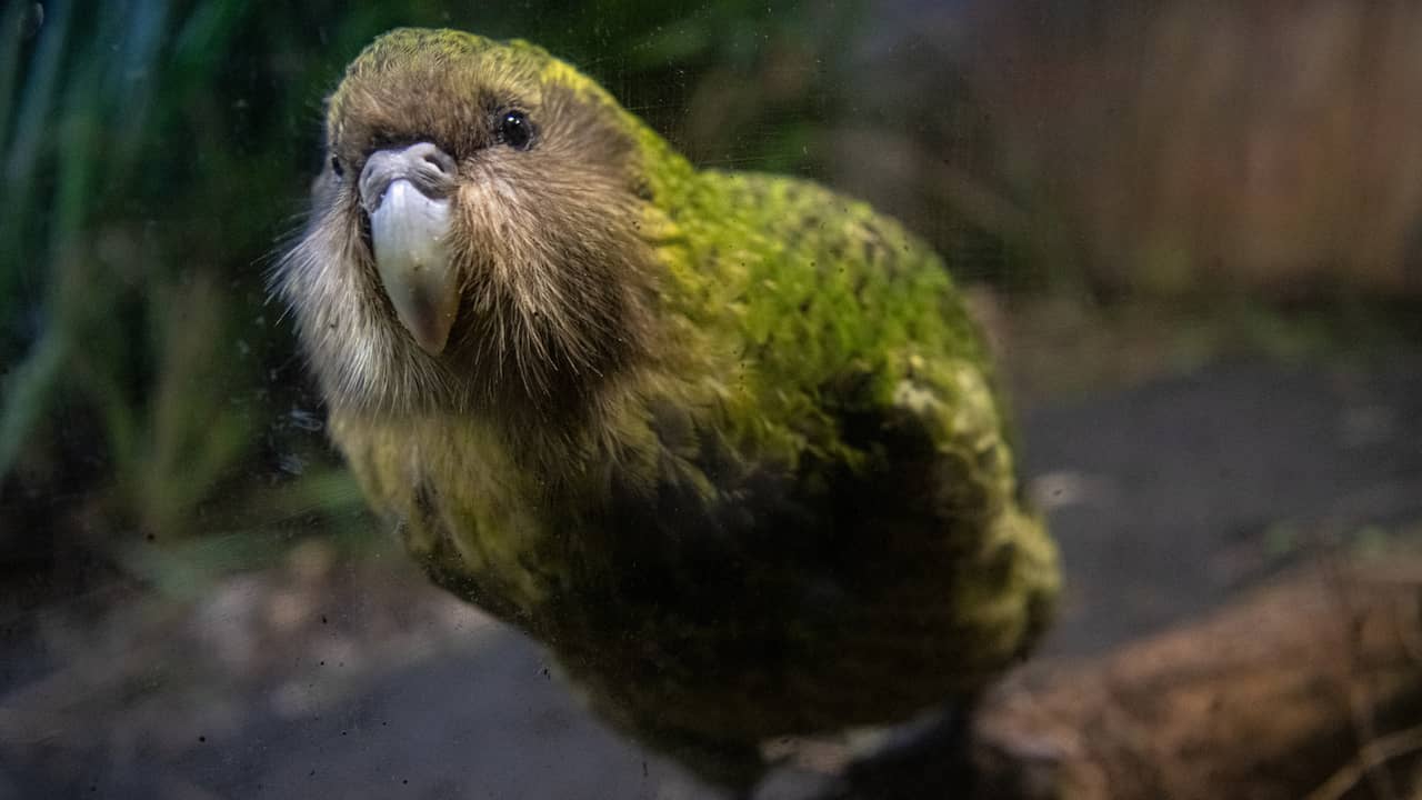 New election of New Zealand riot birds: the popular kakapo cannot participate |  Remarkable