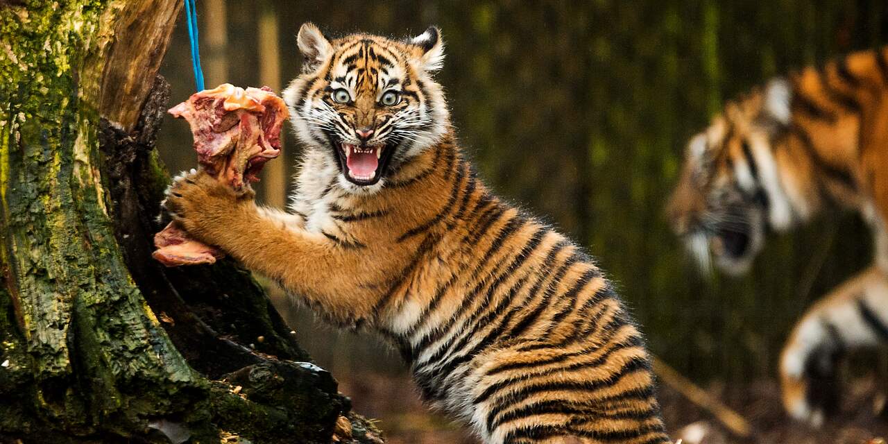 Vier zeldzame Sumatraanse tijgers geboren in VS