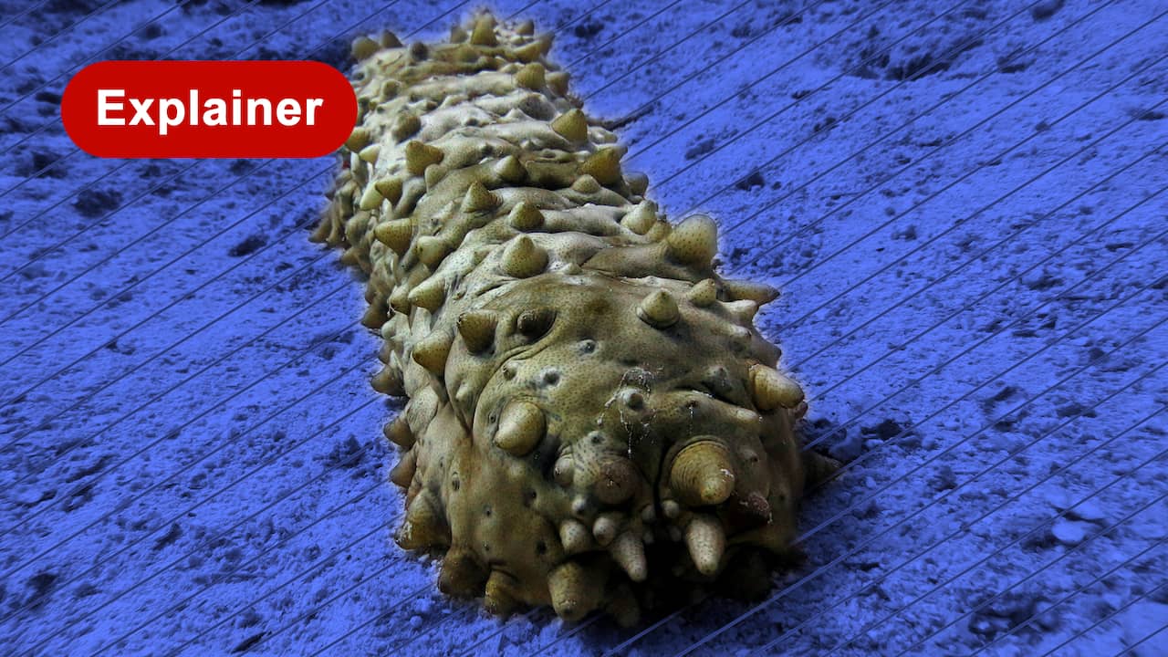 Beeld uit video: Japanse 'maffia' richt zich op zeekomkommers: waarom?