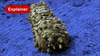 Japanse 'maffia' richt zich op zeekomkommers: waarom?
