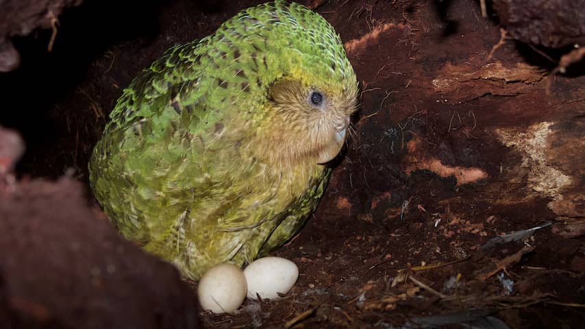 kakapo met twee eieren