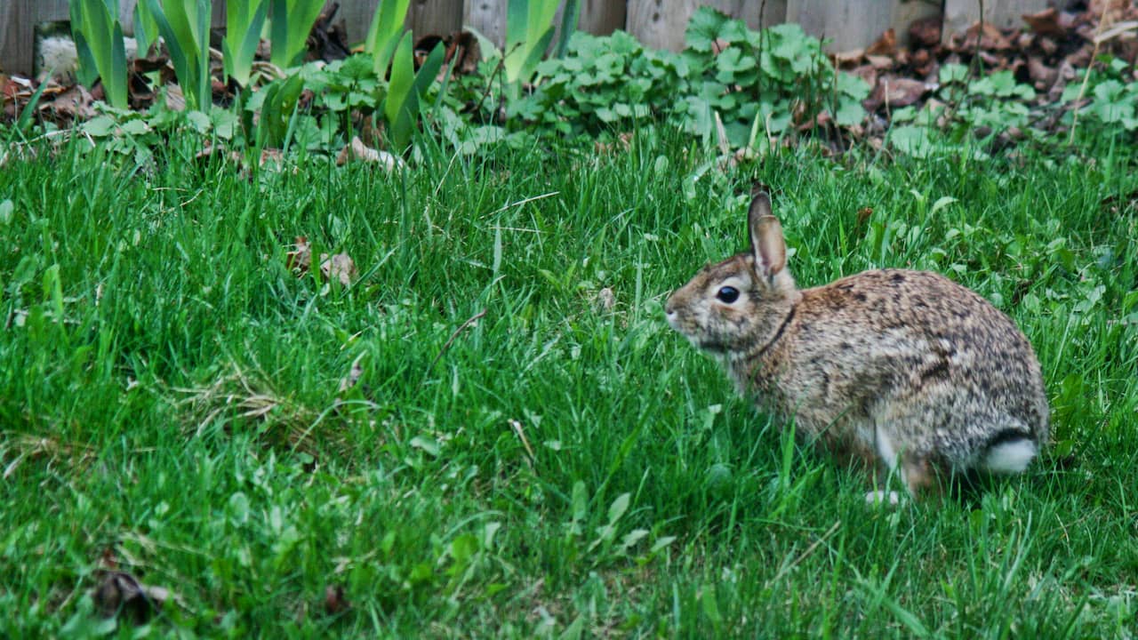 Rabbits Dig Human Remains in Amersfoort Yard |  NOW