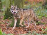 Wolf slaat opnieuw toe in park Hoge Veluwe en bijt moeflon dood