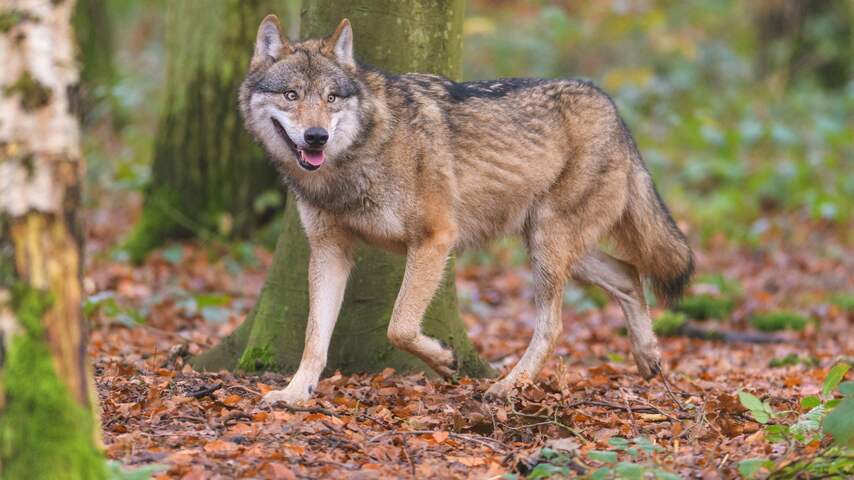 filmende-fietser-achtervolgd-door-wolf-op-de-hoge-veluwe.jpg