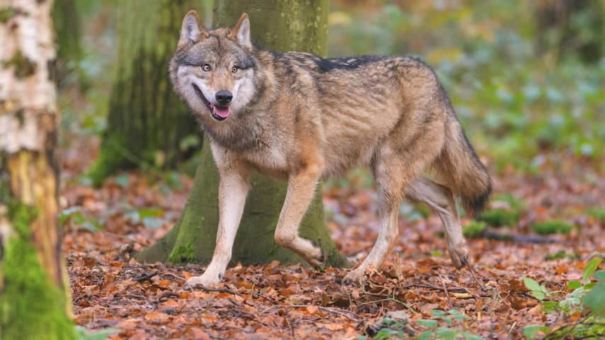 In twintig jaar 128 wolvenroedels en 35 wolvenparen in Duitsland