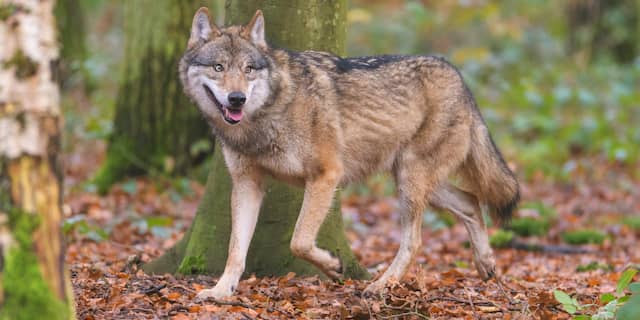 Dit is ontoelaatbaar! Elke dag knippen pro-wolf activisten illegaal gaten in de hekken van ons Nationale Park, zodat de wolf in het park Moeflons kan doden.