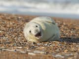 Aantal zeehonden aan Britse kust stijgt door goede leefomstandigheden Noordzee