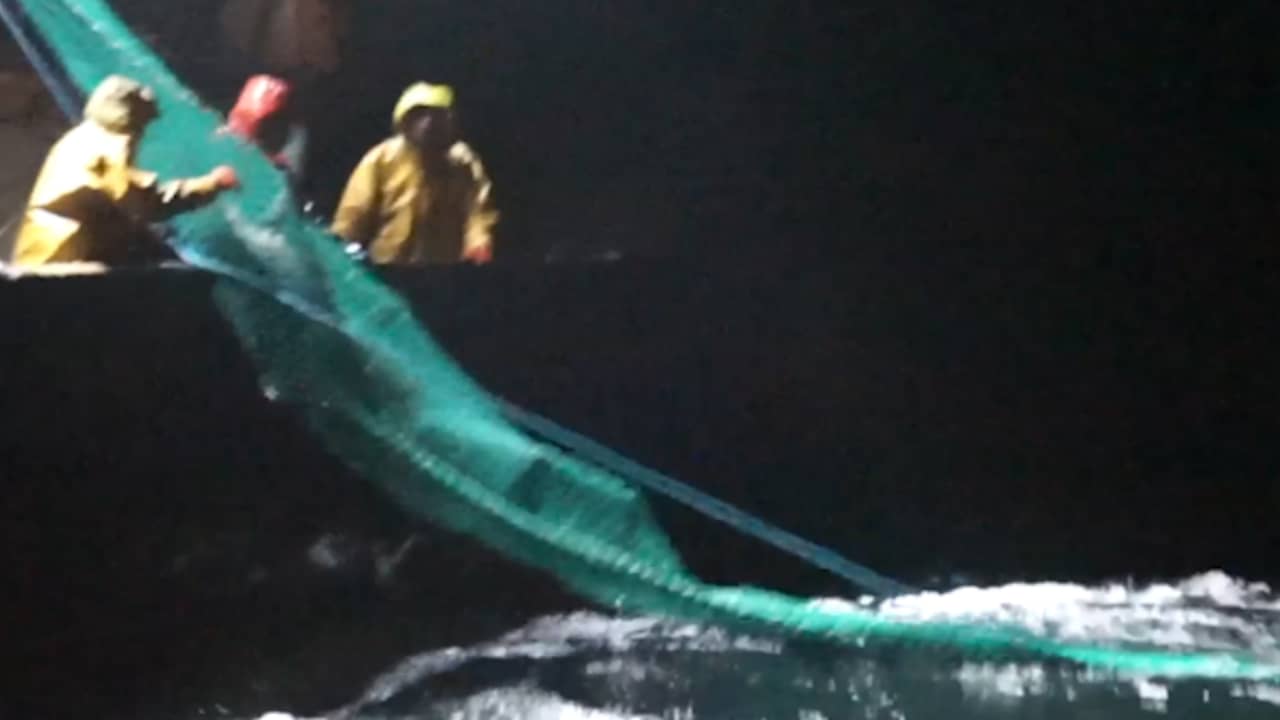 Beeld uit video: Sea Shepherd filmt vissers die dolfijnen vangen in netten