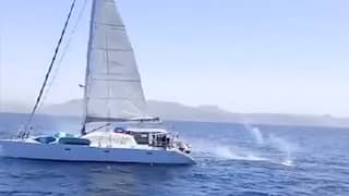 Zeilers beschieten orka's die boot omsingelen in Middellandse Zee