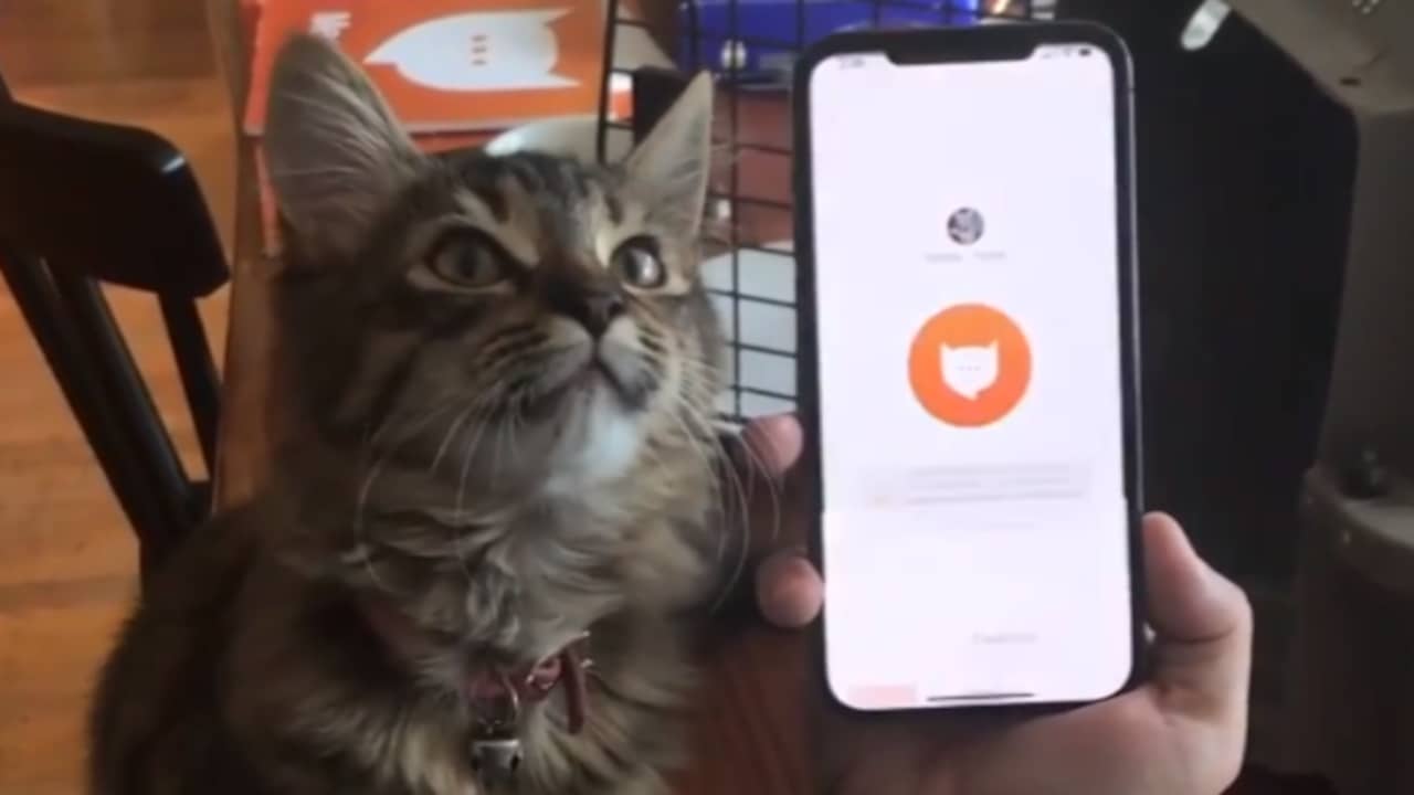 Beeld uit video: Smartphoneapp hoort aan gemiauw hoe kat zich voelt
