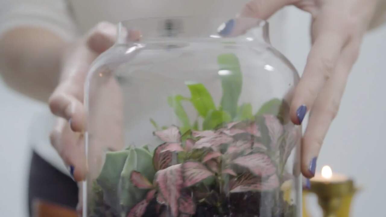 Zo maak je een mini-ecosysteem in je huis
