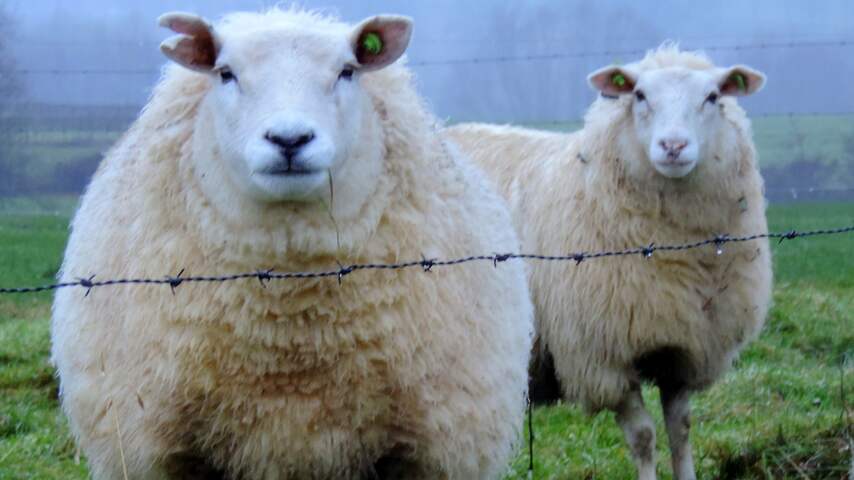schaap schapen