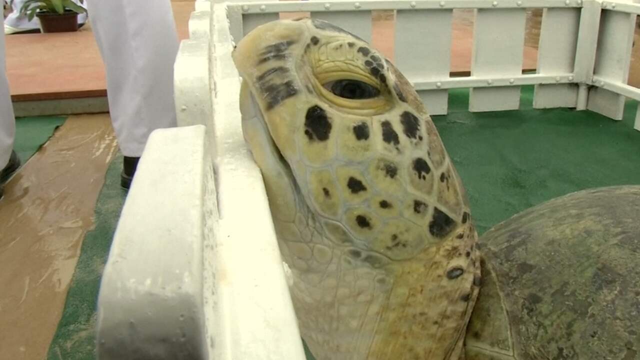Thailand eert koning door duizend schildpadden los te laten