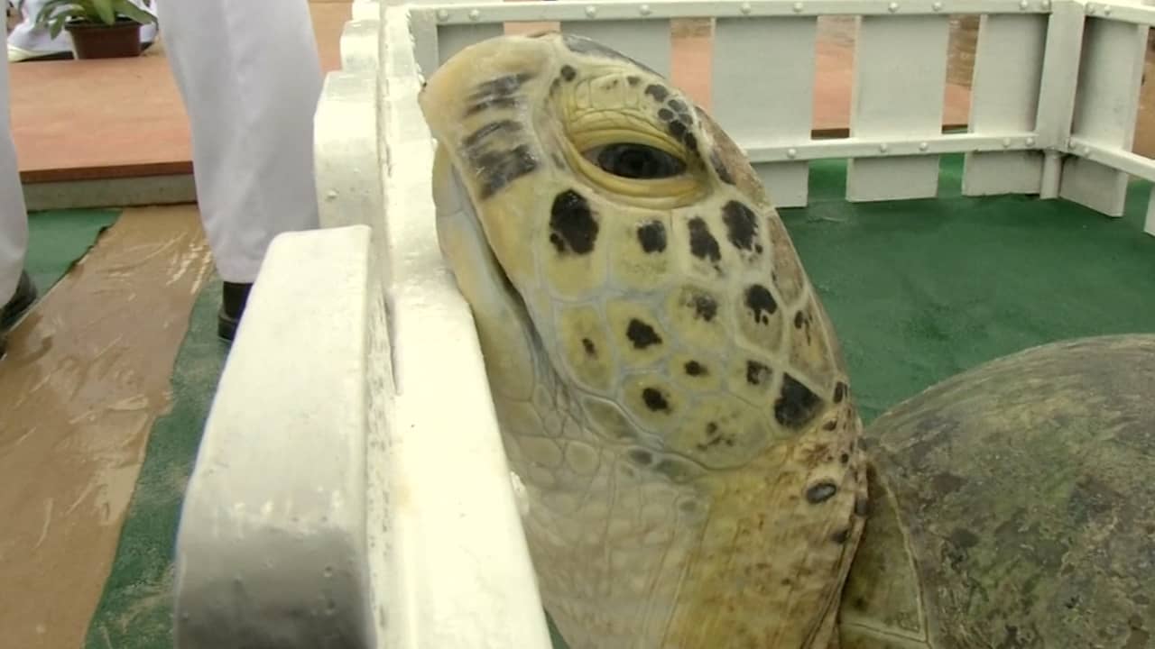 Beeld uit video: Thailand eert koning door duizend schildpadden los te laten