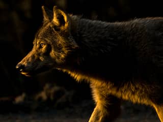 Europese Commissie overweegt de wolf minder te beschermen