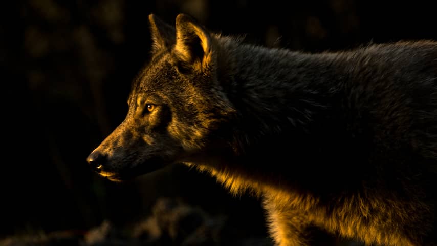 Europese Commissie overweegt de wolf minder te beschermen