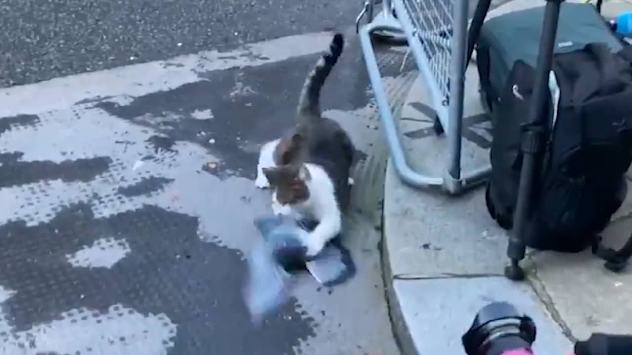 Beeld uit video: Wachtende pers bij Downing Street vermaakt door jagende kat
