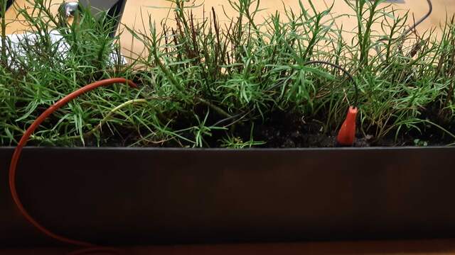 'Hallo, wie is daar?' Planten 'praten' met satellieten