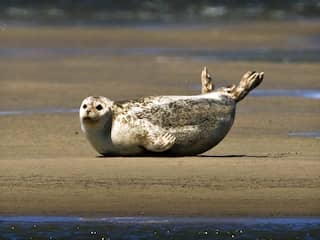 Aantal gewone zeehonden in Waddenzee opnieuw gedaald
