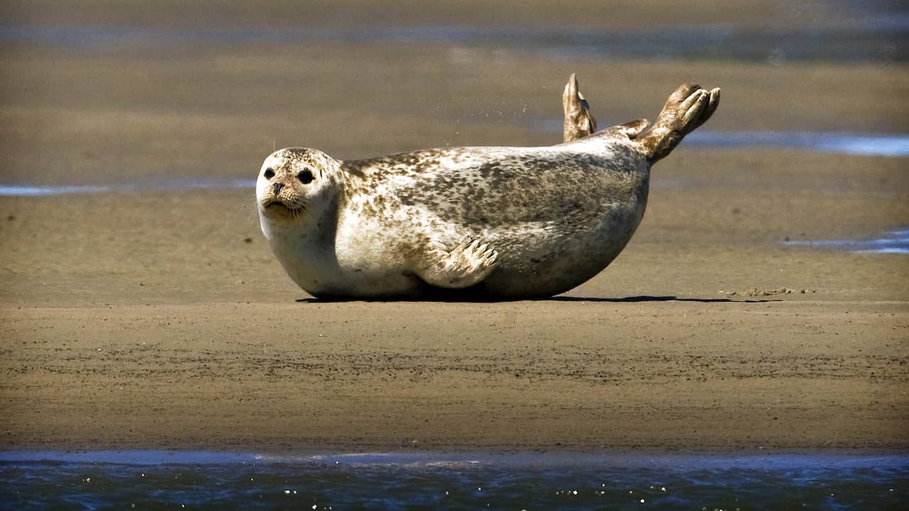 Decline in Common Seal Population in the Wadden Sea: Habitat and Food Availability as Possible Causes