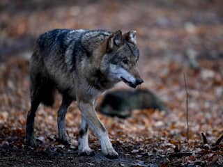 Zeldzame wolvensoort waargenomen in België