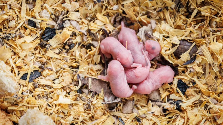 Vreemdeling Promotie marionet Voor het eerst muizenpups voortgekomen uit cellen van twee mannetjes |  Wetenschap | NU.nl