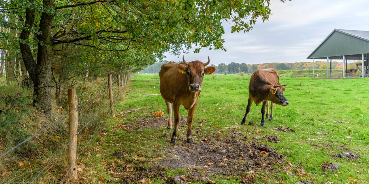 Gezond Grazen: Boer Zet Koeien Op Menu Van Bomen En Struiken