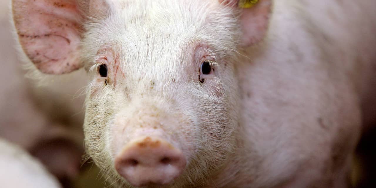 Brits varkensoverschot door Brexit: te weinig mensen om vlees te verwerken