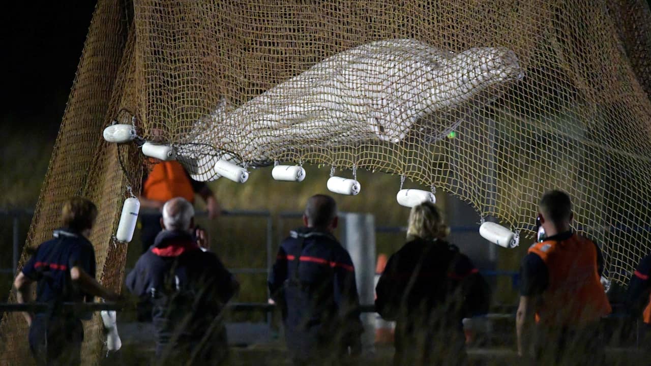 Beluga qui a été piégé dans la Seine française pendant une semaine est décédé |  À PRÉSENT