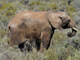 Tientallen dode olifanten gevonden in Botswana, toedracht niet duidelijk