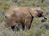 Zimbabwe onderzoekt raadselachtige dood van elf olifanten