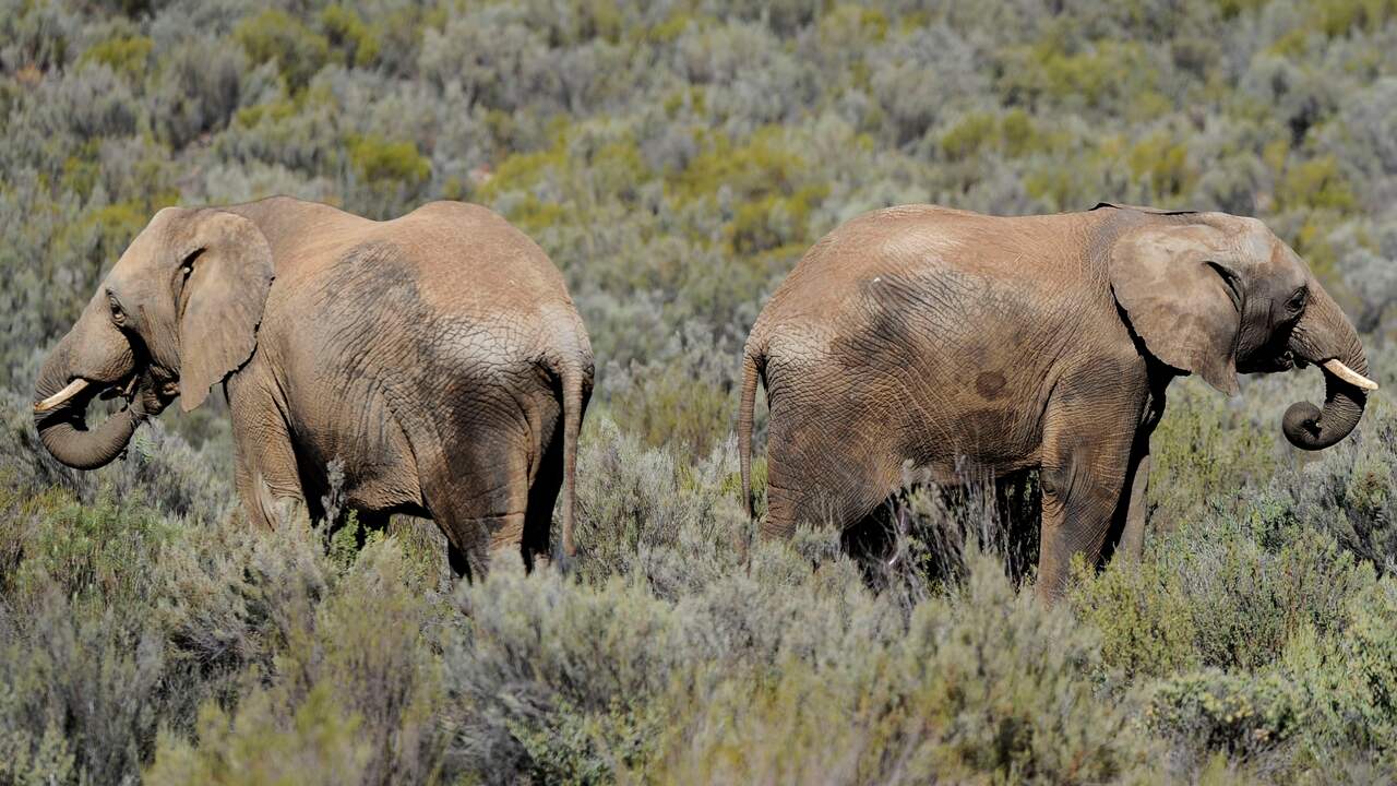 Zimbabwe Investigates Mysterious Death Of Eleven Elephants Now Archyde