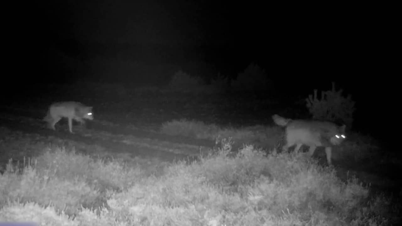 Beeld uit video: Wildcamera Natuurmonumenten filmt tweede wolf op Zuid-Veluwe