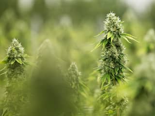 Legaliseren wiet zorgt voor groeiende cannabismarkt Canada en VS