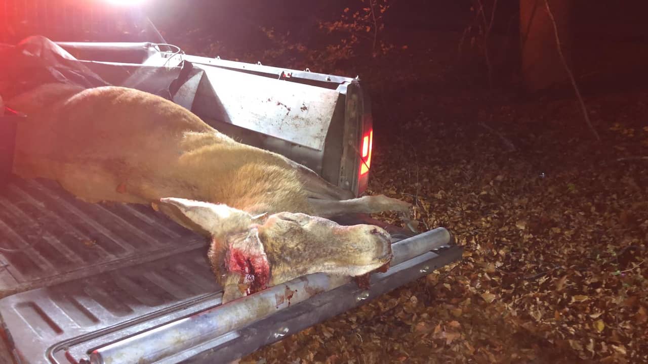 Antlers of dead red deer sawed off and taken after a collision near Ede |  NOW