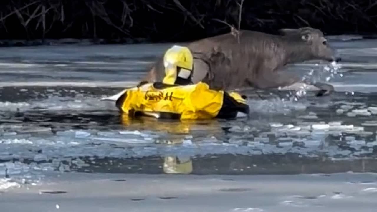 Beeld uit video: Brandweer redt vastzittend hert in bevroren Amerikaans meer