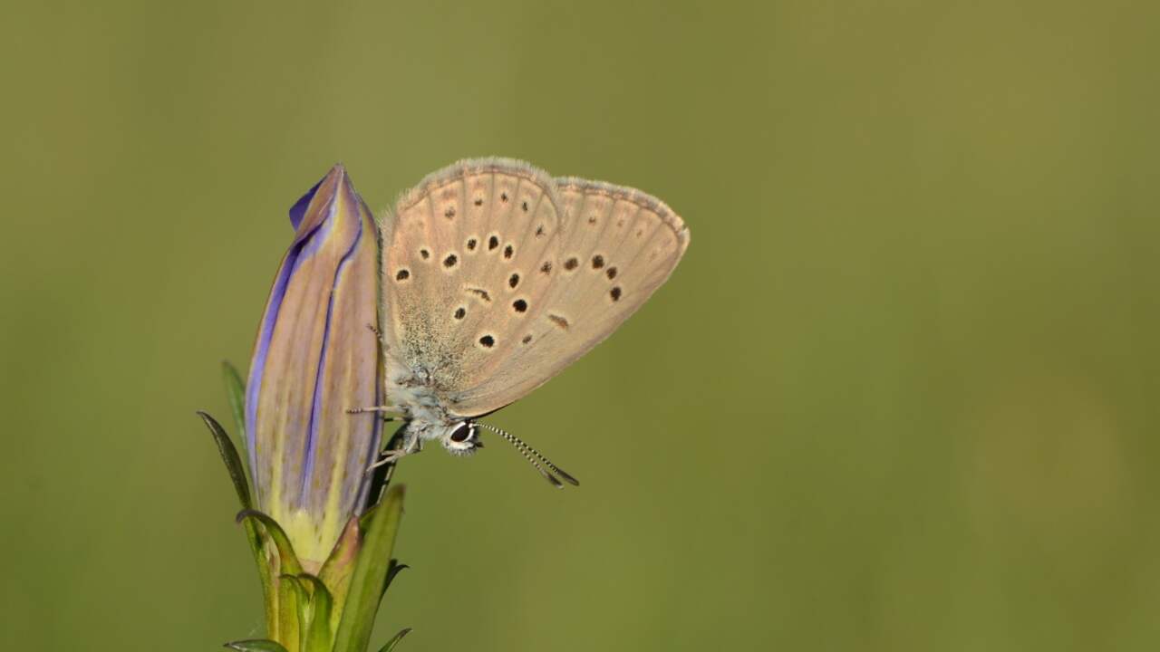 Het gentiaanblauwtje is afhankelijk van de klokjesgentiaan en een specifieke mierensoort. De vlinder en de bloem worden bedreigd door stikstofvervuiling.