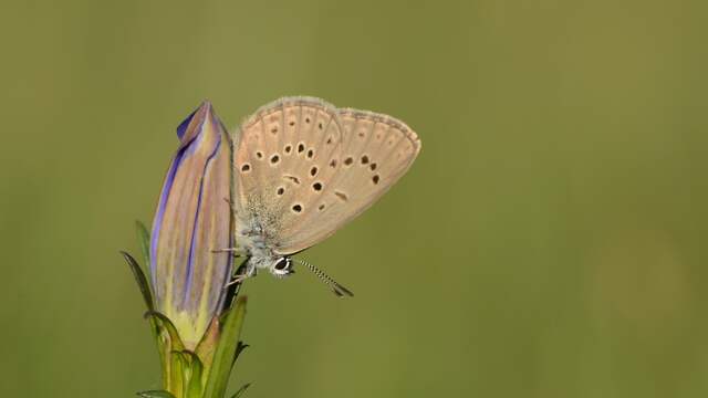Het gentiaanblauwtje is afhankelijk van de klokjesgentiaan en een specifieke mierensoort. De vlinder en de bloem worden bedreigd door stikstofvervuiling.