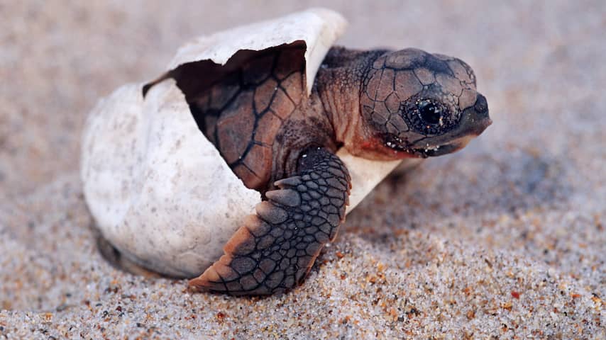 Schildpad kruipt uit ei