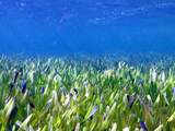 Grootste plant ter wereld ontdekt: zeegrasveld ter grootte van Amsterdam