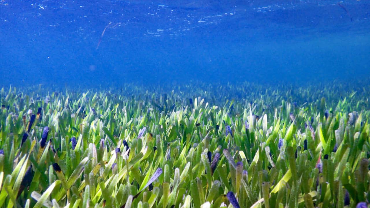 rollen Spruit Brein Grootste plant ter wereld ontdekt: zeegrasveld ter grootte van Amsterdam |  Wetenschap | NU.nl