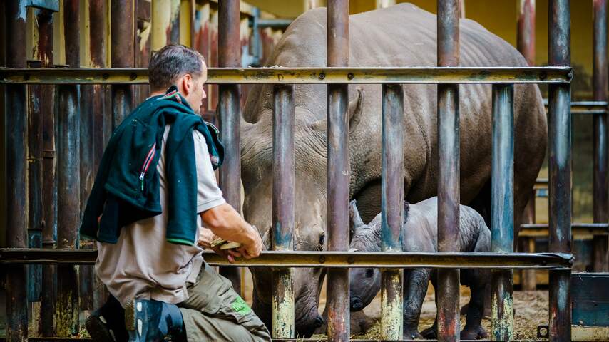 Goed nieuws: Witte neushoorn geboren | Testcapaciteit verder uitgebreid