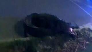 Bodycambeelden tonen hoe agent op alligator springt in VS