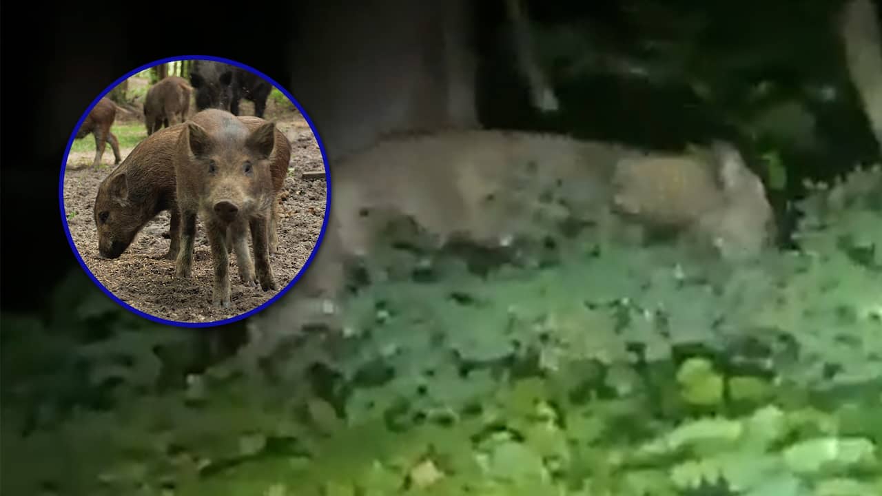 Berlin ‘Loose Lioness’ Actually a Wild Boar: Growing Evidence Confirms Theory