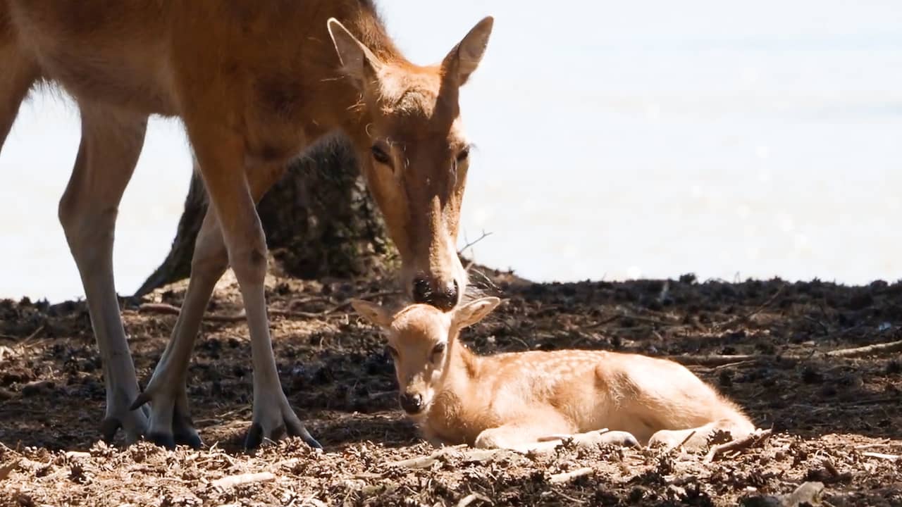 Beeld uit video: Beekse Bergen deelt beelden van zeldzaam pasgeboren hertje
