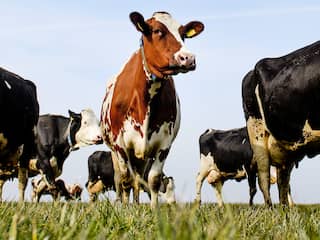 Schaalvergroting leidt niet tot afname koeien in de wei