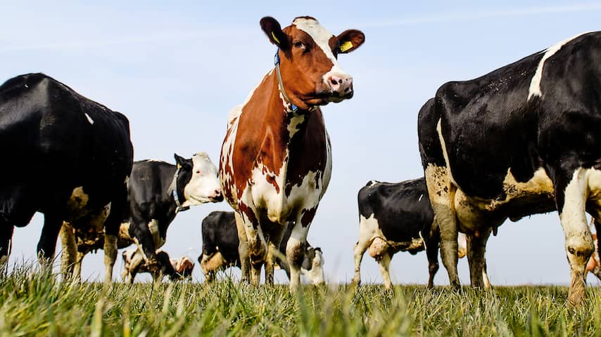 NUcheckt: Zwerfafval slecht voor koeien, maar onbekend hoe vaak dodelijk