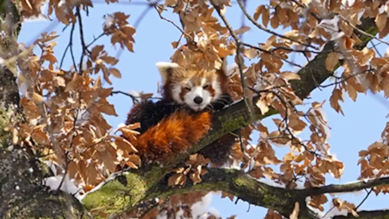 Beeld uit video: Brandweer helpt bij het vangen van ontsnapte rode panda in Keulen