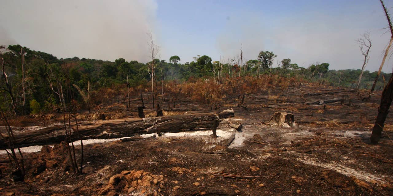 Moederbedrijf Albert Heijn zet regering Brazilië onder druk wegens ontbossing